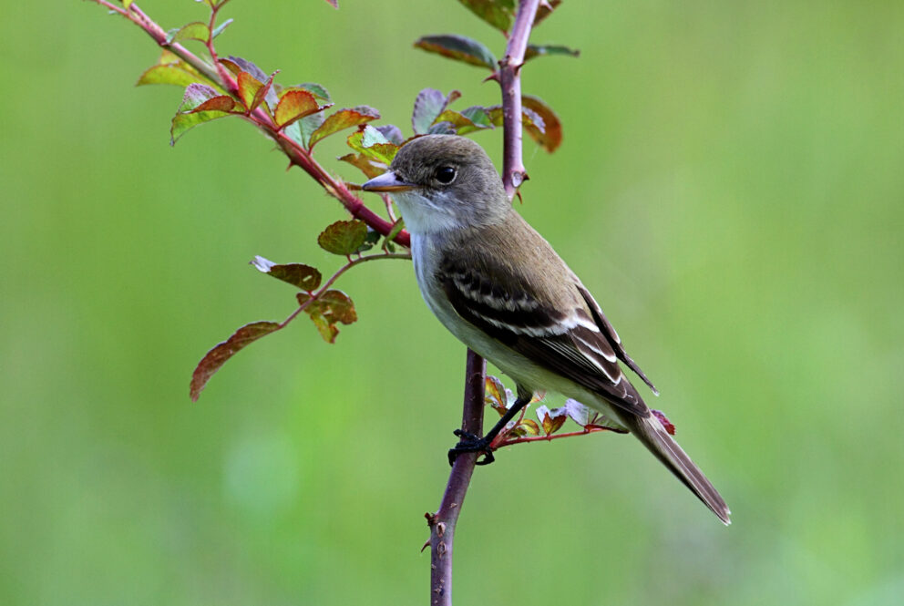 Great Basin Willow Flycatcher