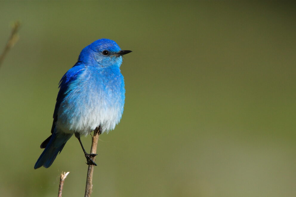 Mountain Bluebird Perched Against Natural Green Background