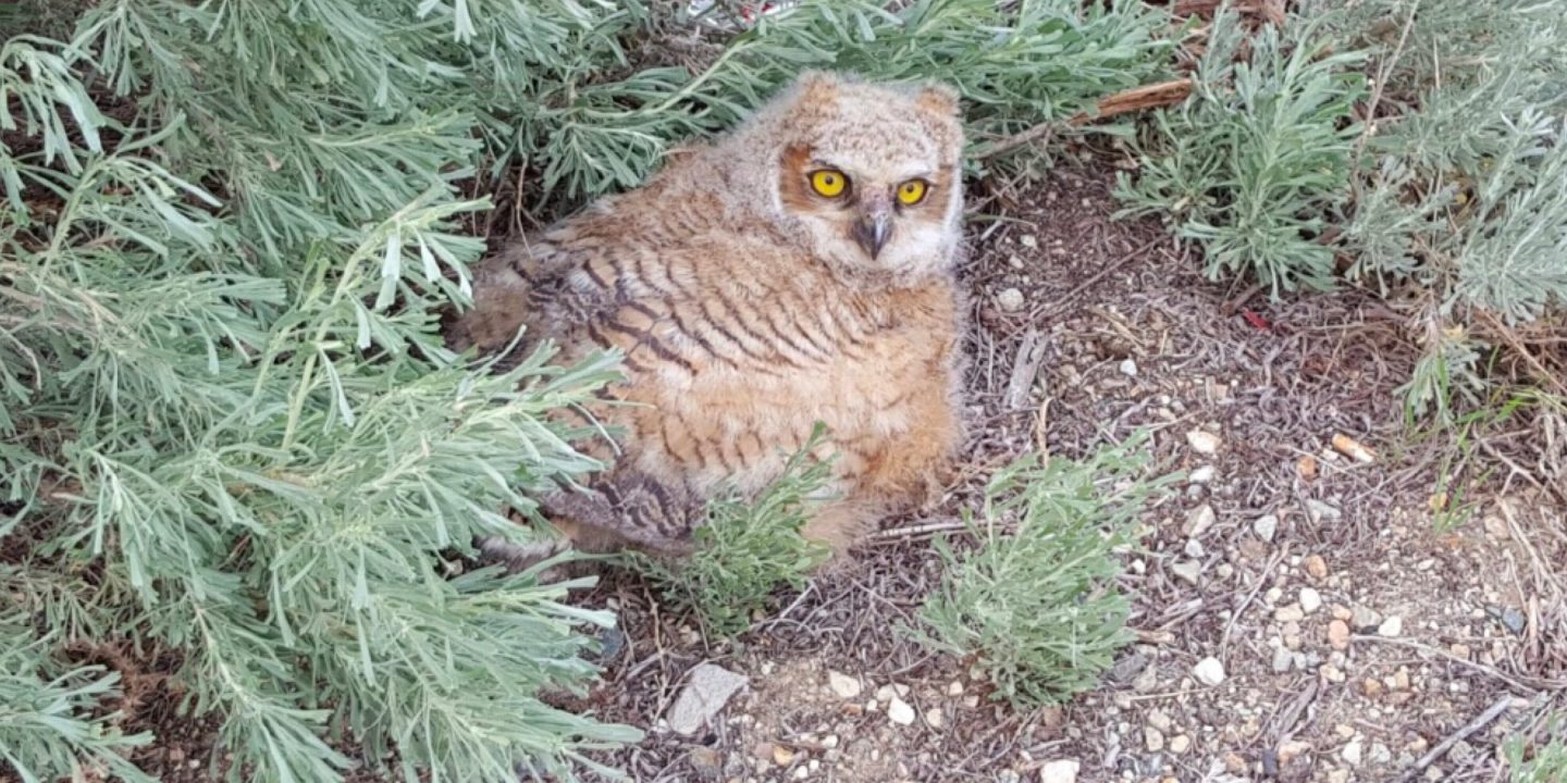 Great horned owl fledgling sitting in brush at the base of a tree