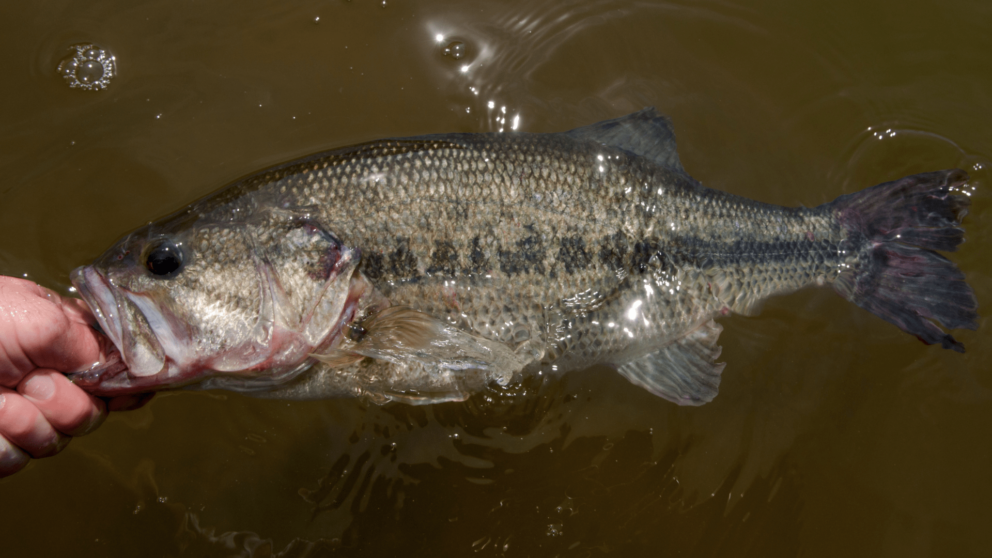 Largemouth Bass