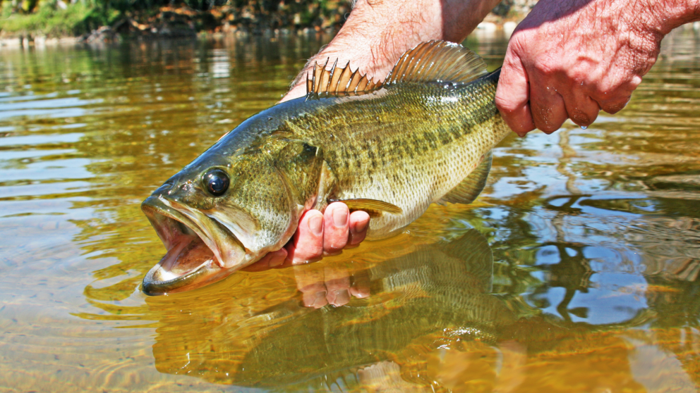 Largemouth Bass